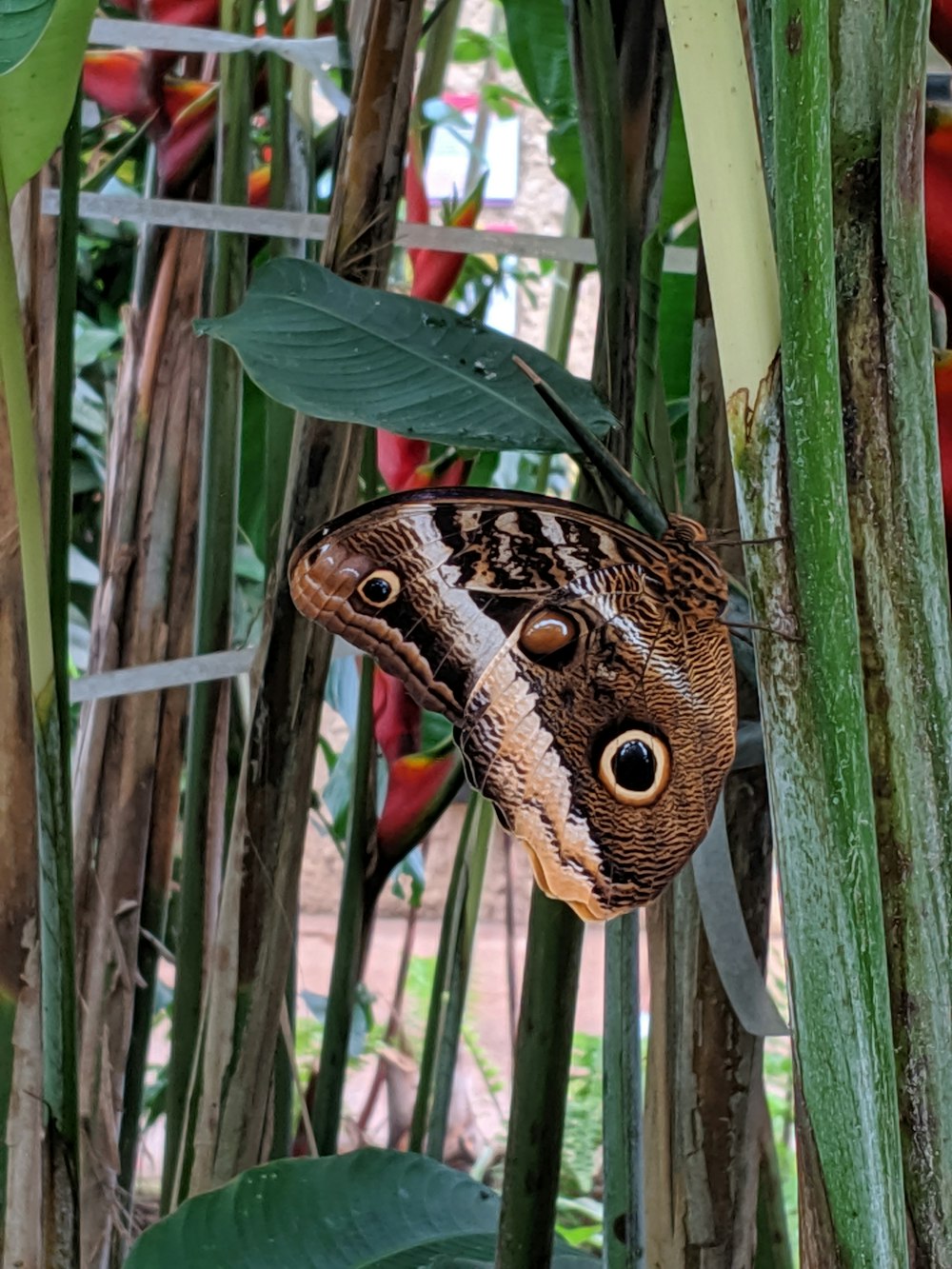 brown and black butterfly