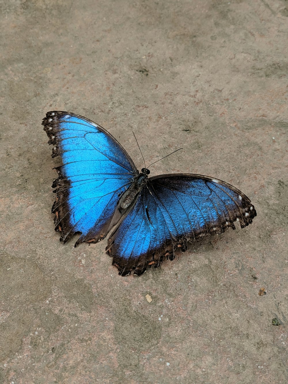 blauer und schwarzer Schmetterling