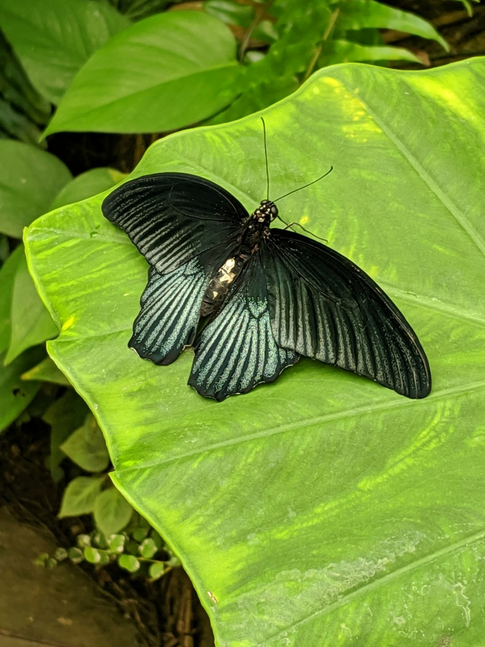 butterfly perching on green leaf