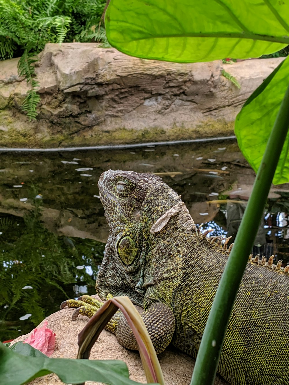 gray and green iguana