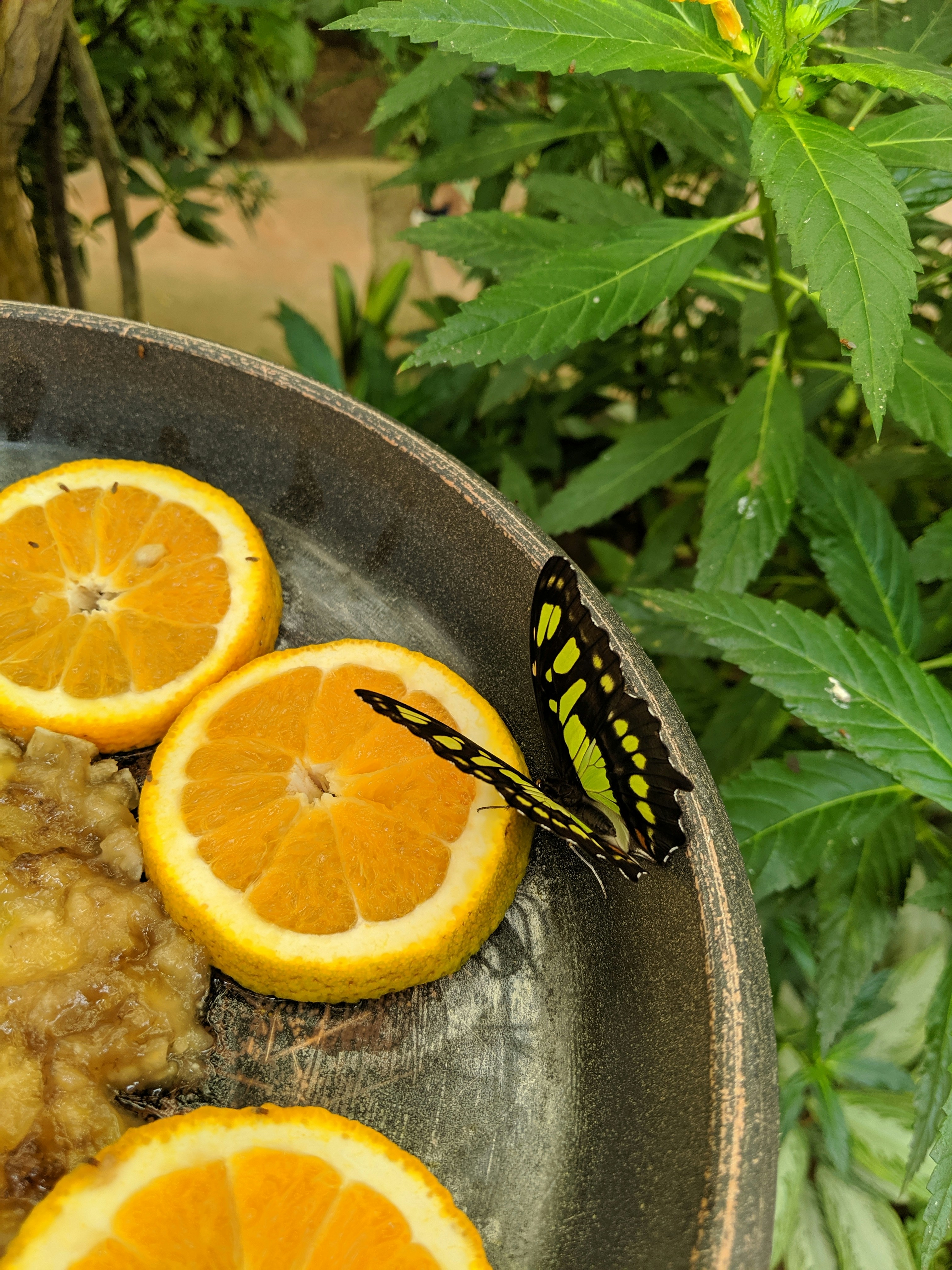 black and yellow butterfly