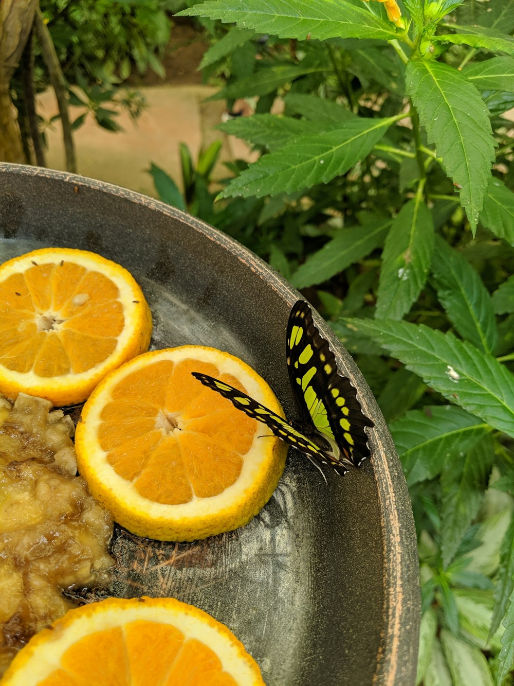 black and yellow butterfly