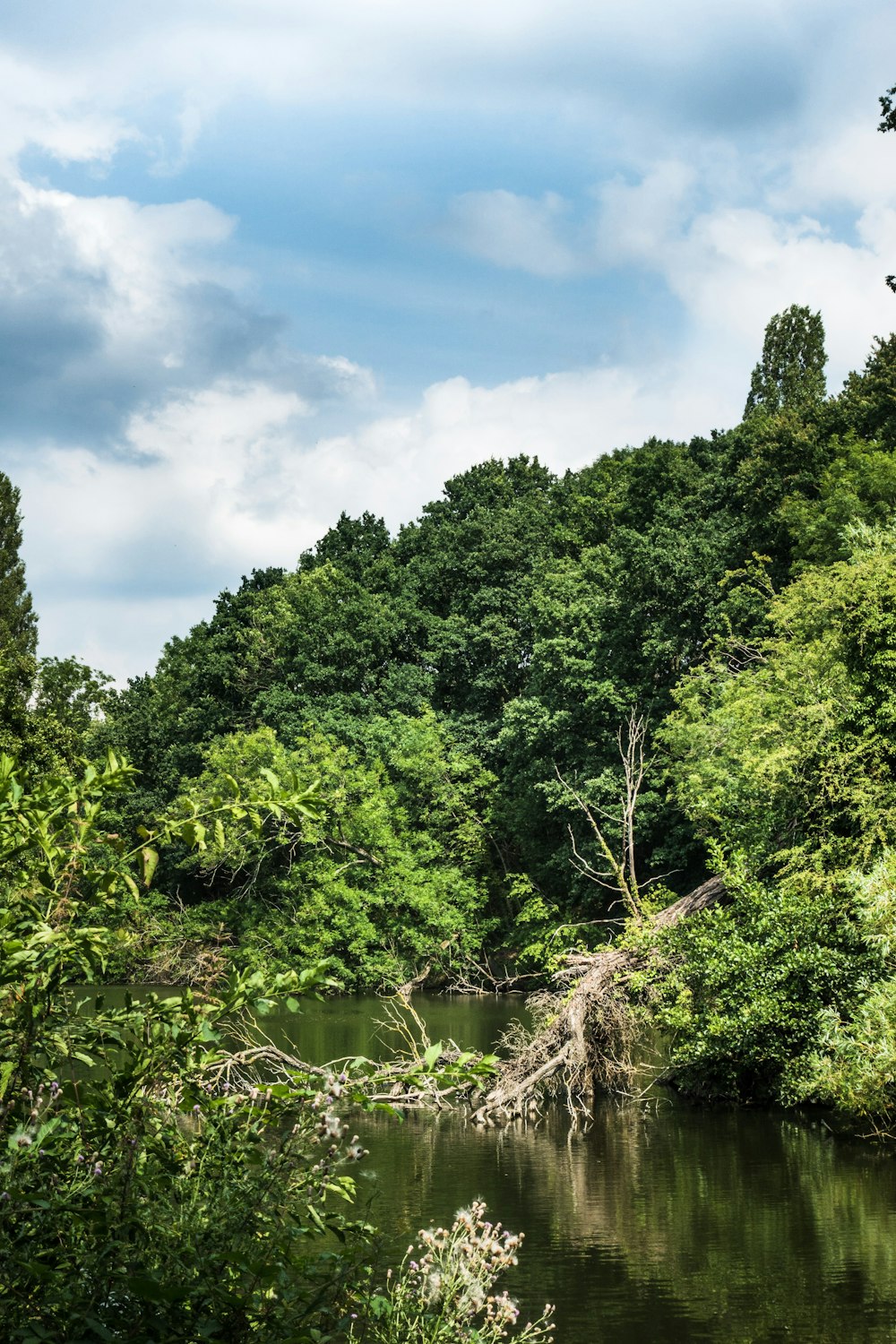 green plant near body of water and hill during daytime