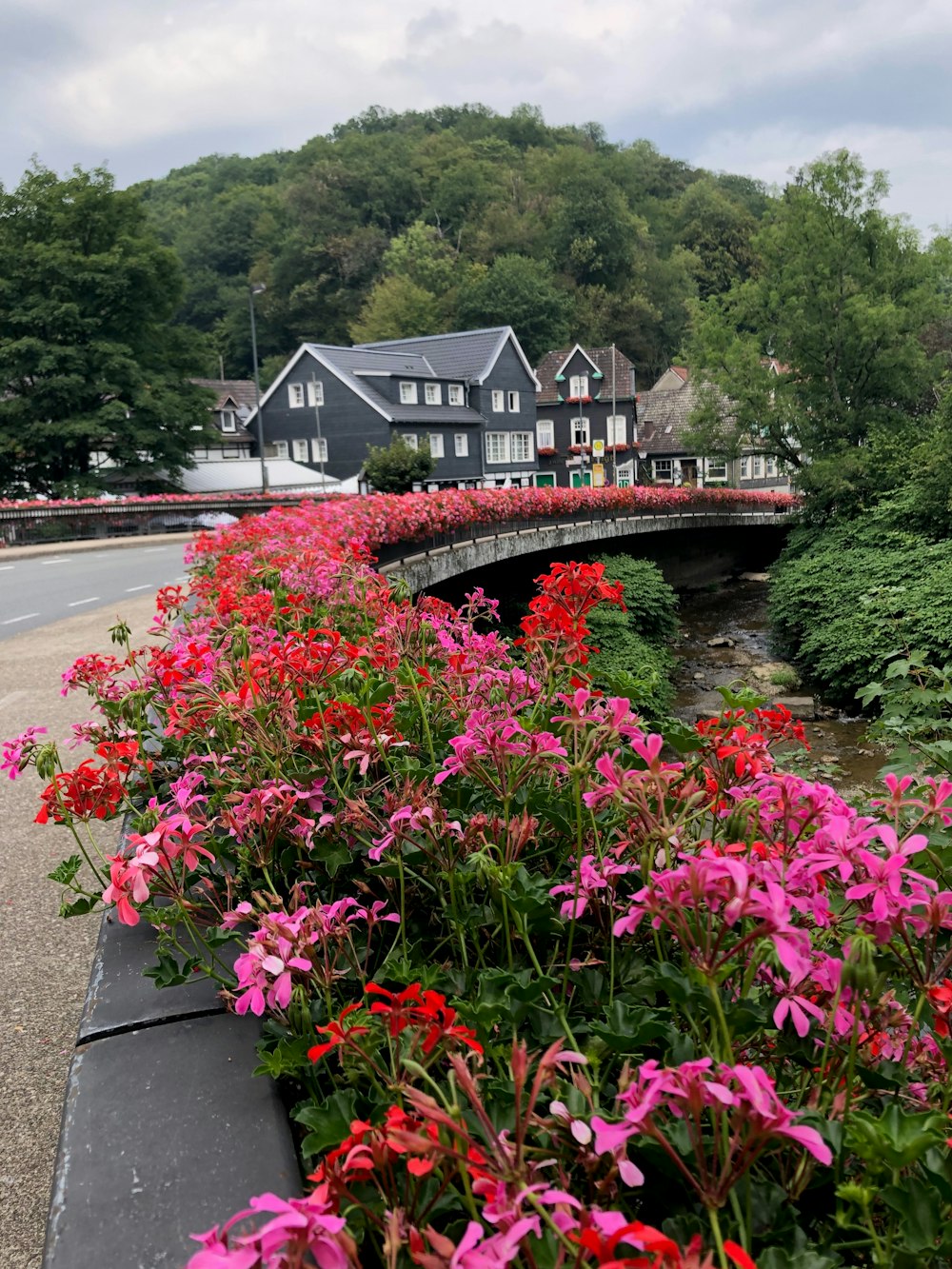 pink and red petaled flowers near road at daytime