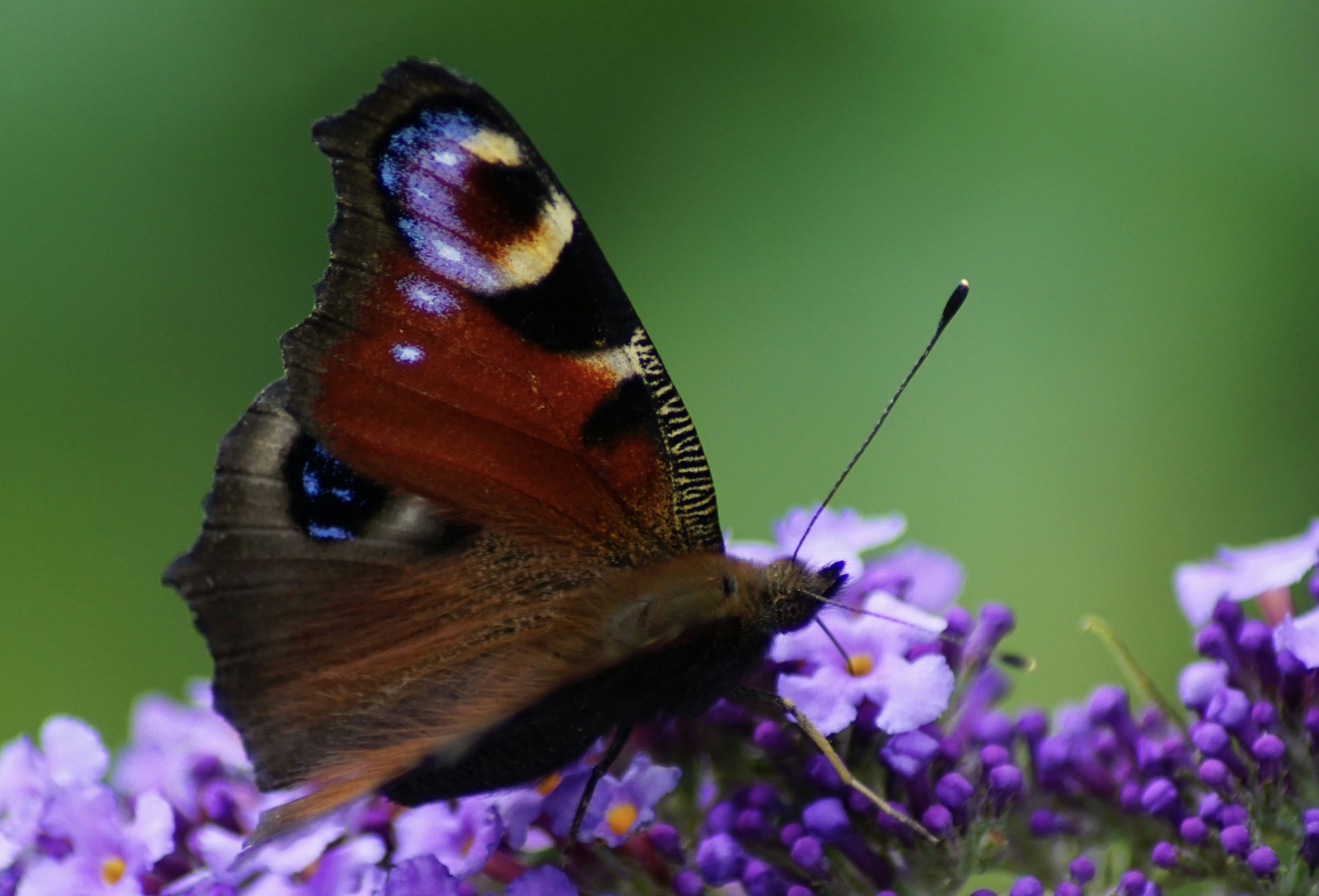 butterfly perching on purple flower, Peacock butterfly - Dagpauwoog