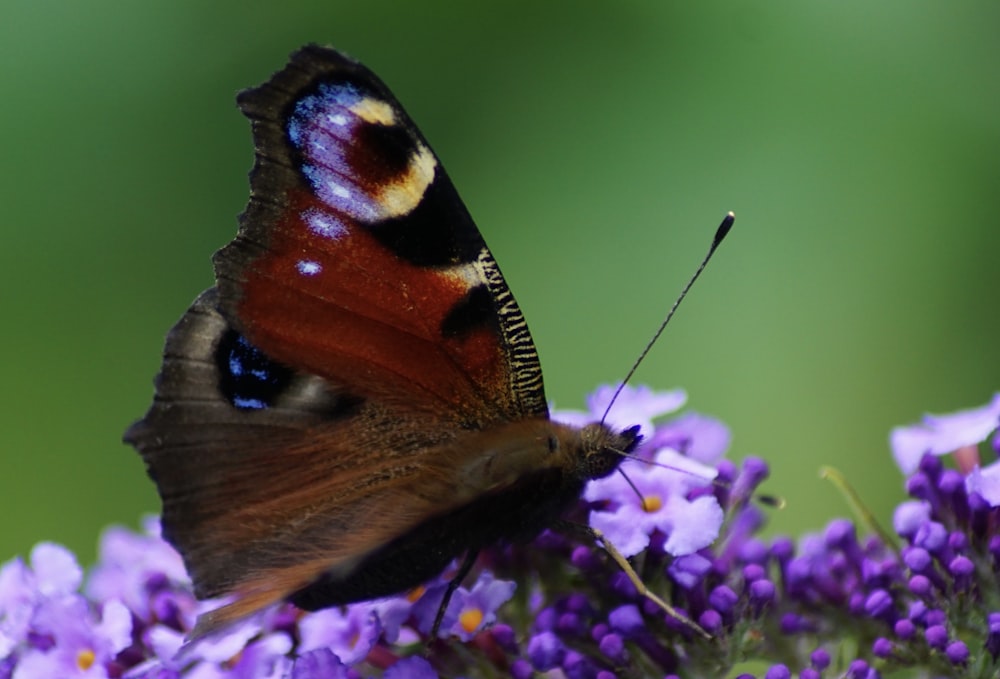 보라색 꽃에 앉은 나비