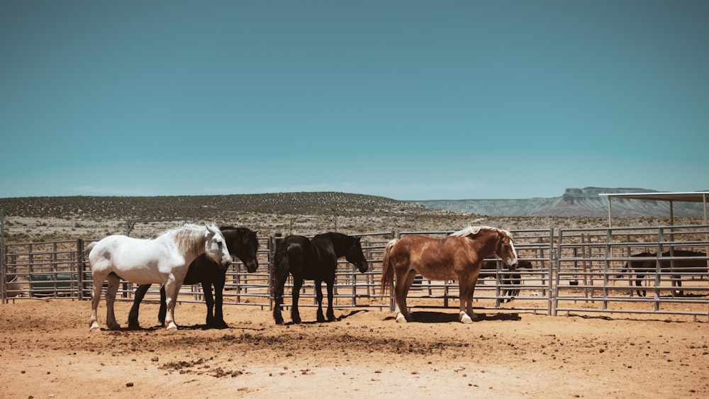 Caballos negros y marrones en el campo durante el día