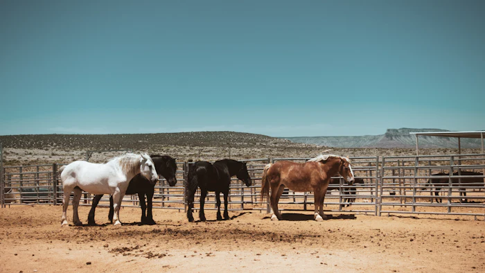 Horses standing in a pipe-rail pen