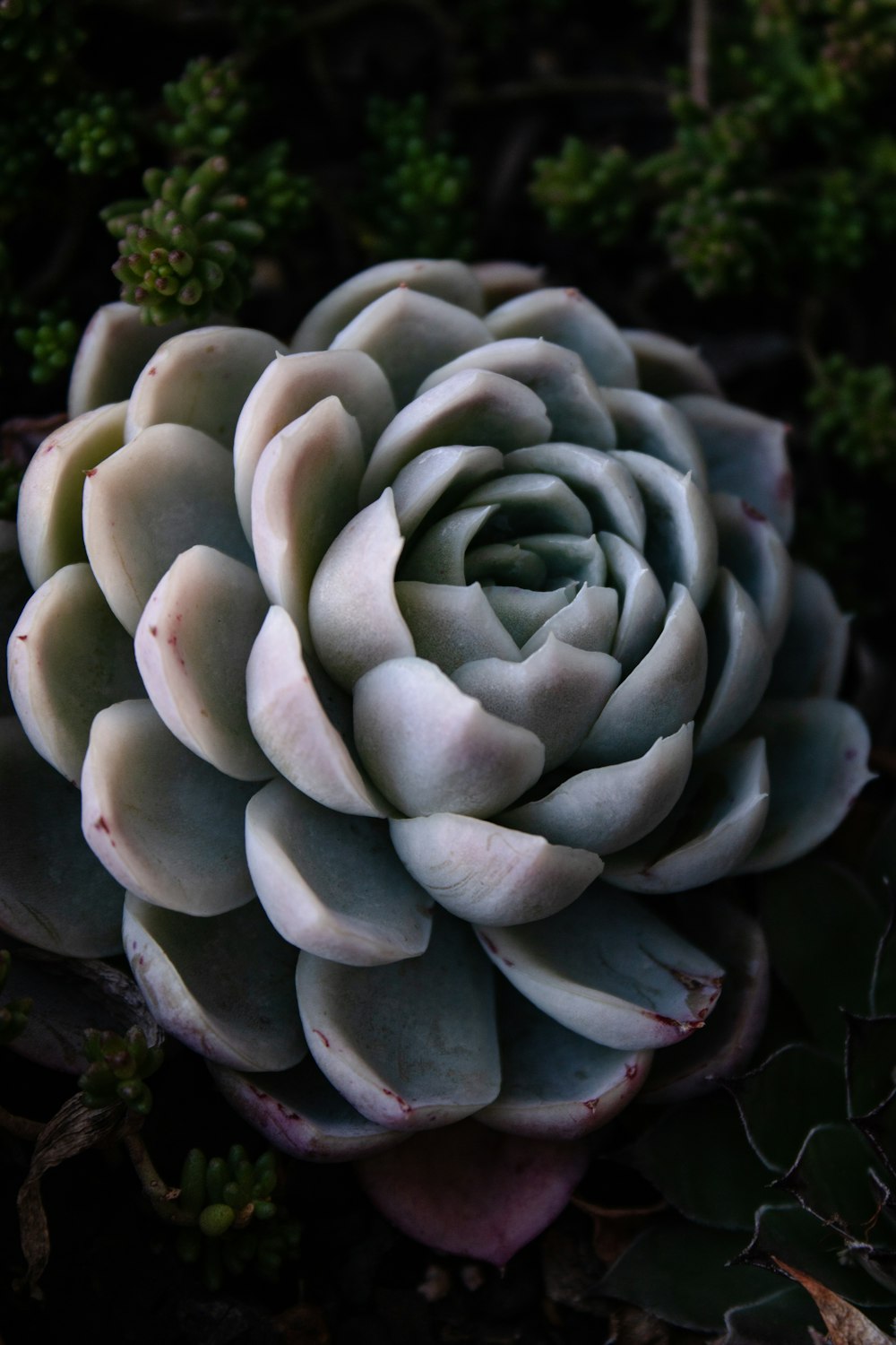 green succulent