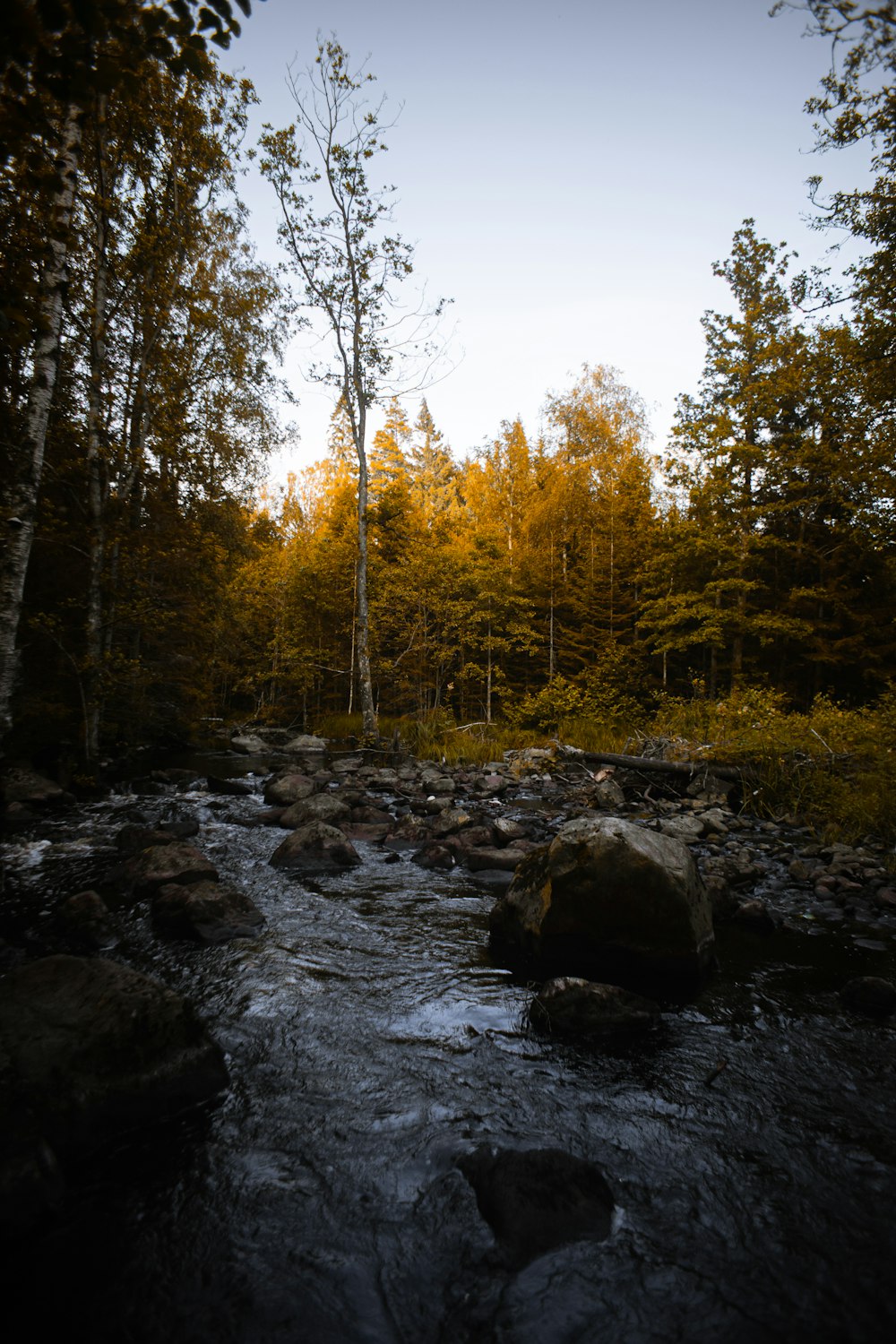 green trees near body of water during daytime