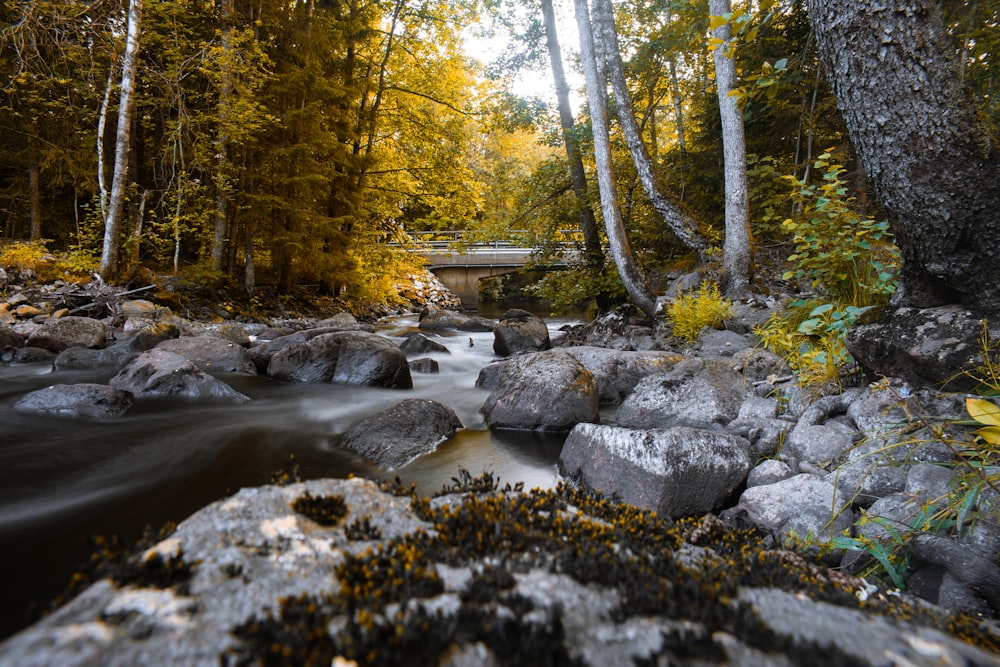 Arbres près de la rivière pendant la journée