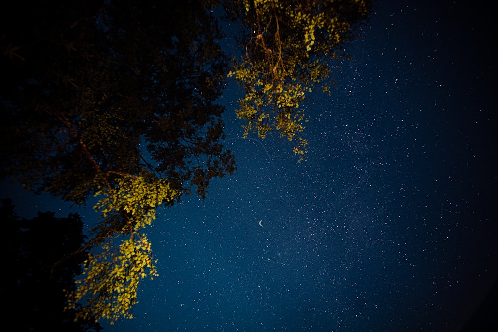 low angle photo of trees during nighttime