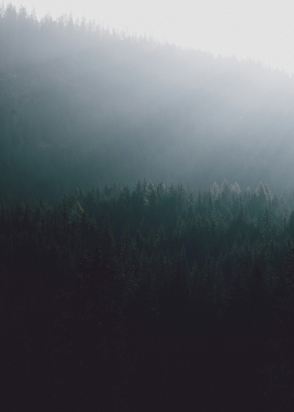 trees in a hill during daytime