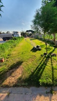 A freshly mowed lawn stretches into the distance, bordered by lush greenery on either side. A lawn mower is visible in the foreground, leaving a trail of cut grass. There are trees casting long shadows on the grass, and a paved pathway runs alongside. In the background, vehicles are parked near a road with overhead power lines.