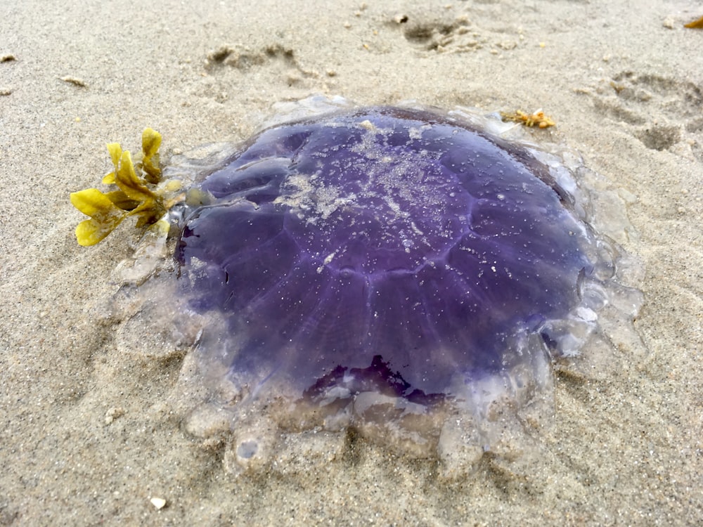 purple jellyfish on sand