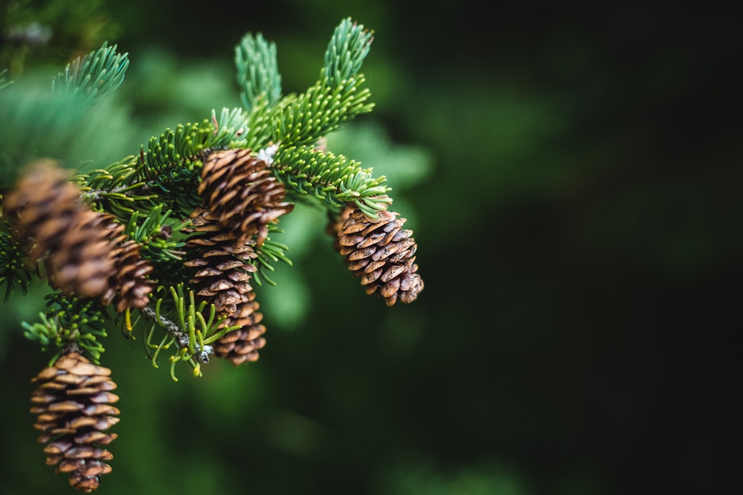 green plant with brown seed close-up photography