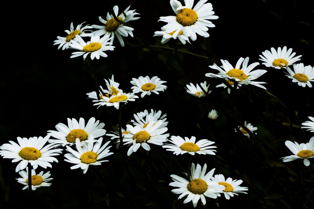 flores brancas e amarelas