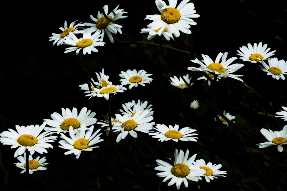 white-and-yellow flowers