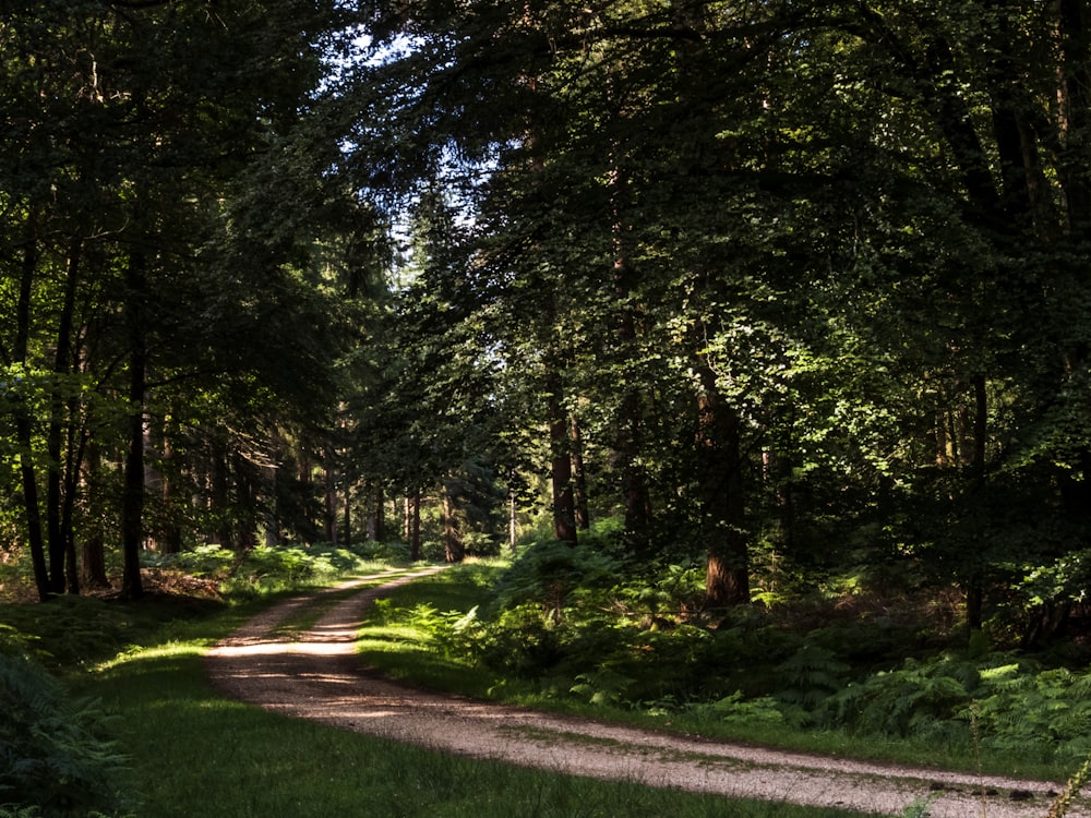 a dirt road in the middle of a forest