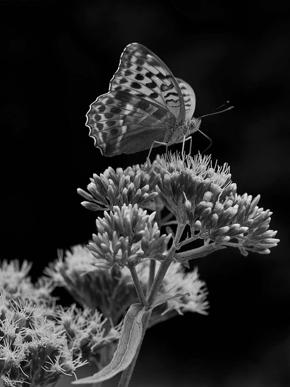 grayscale photo of butterfly on top of flower