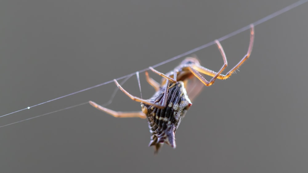 a close up of a spider on a wire