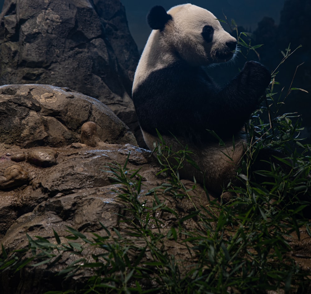 panda sitting on rock