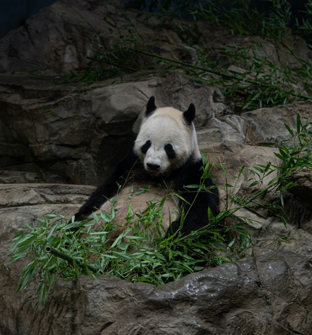 black and white panda bear