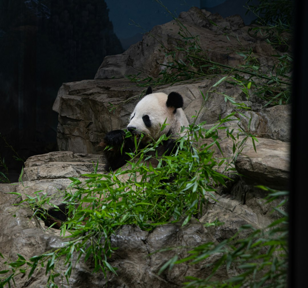 panda eating grass