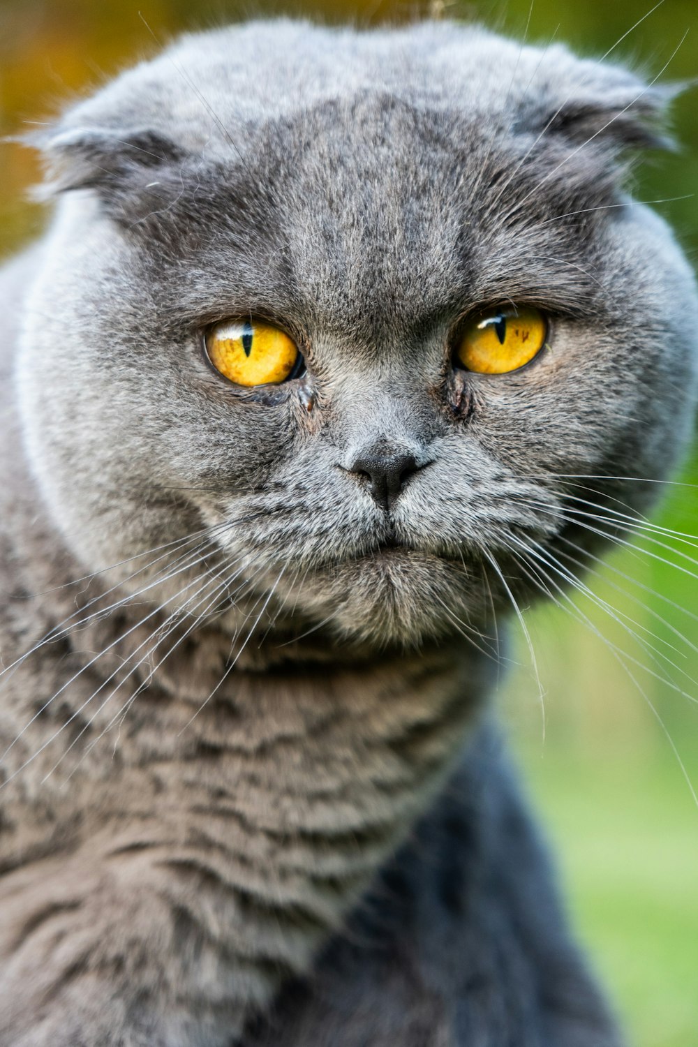 gato gris de pelo corto