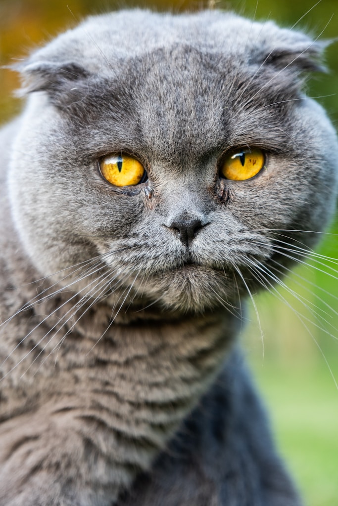 short-coated grey cat