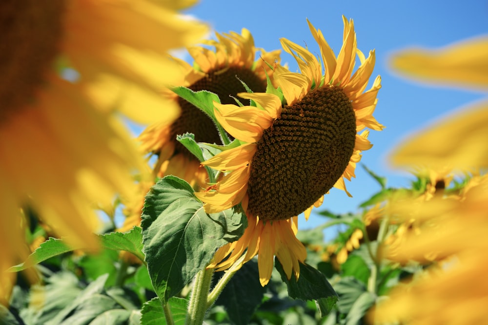 Fotografía macro de girasoles