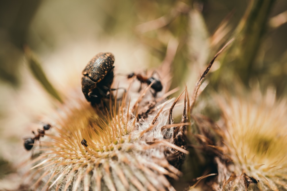 a bug sitting on top of a cactus plant