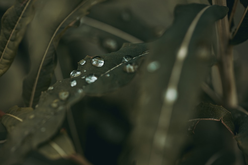 water drops on green leaf plants