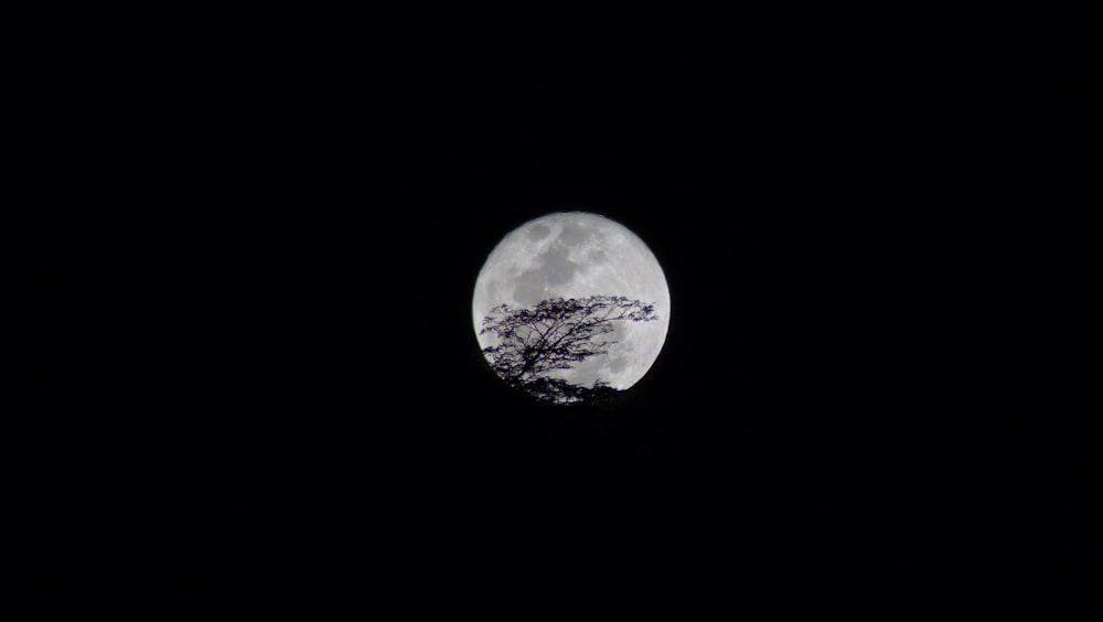 photo of moon