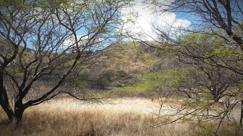 trees during daytime