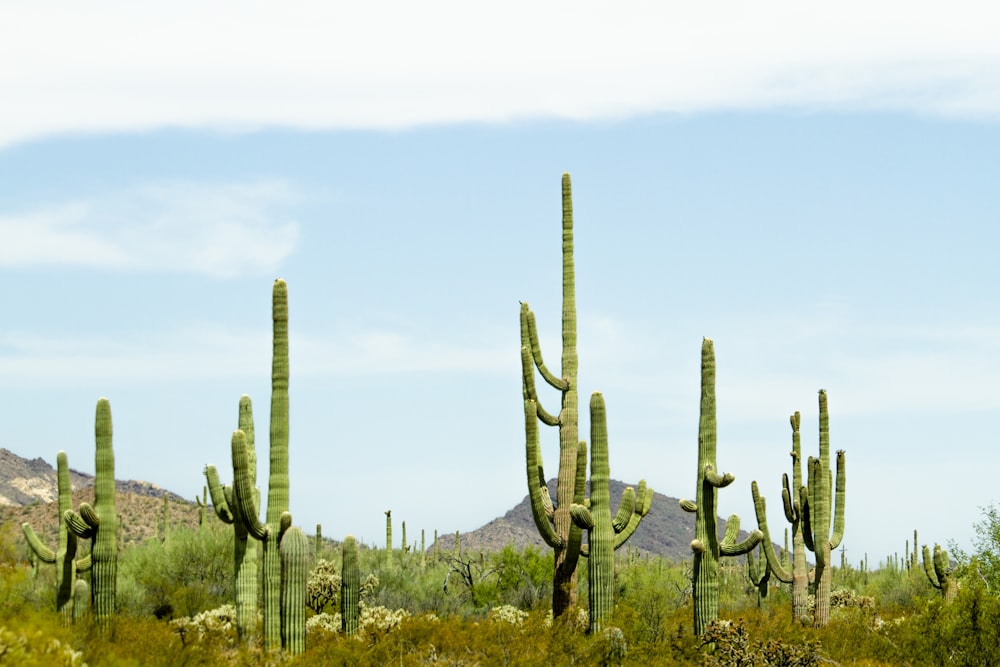 giant cactus on field