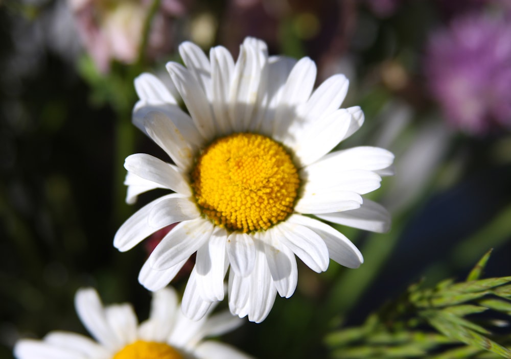 fleur blanche à plusieurs pétales