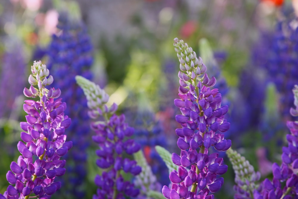 selective focus photography of purple-petaled flowers