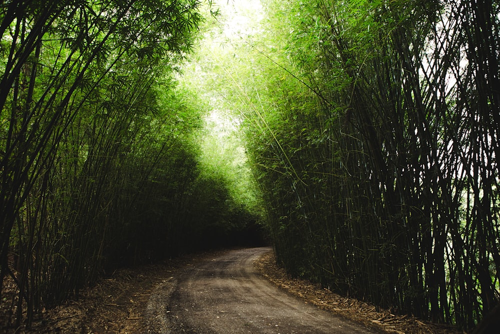 country road lined with green bamboos
