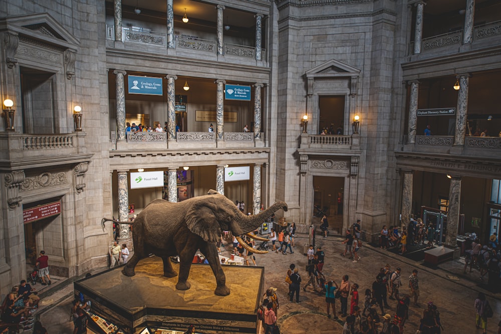 사람들에 둘러싸인 박물관의 회색 코끼리 동상