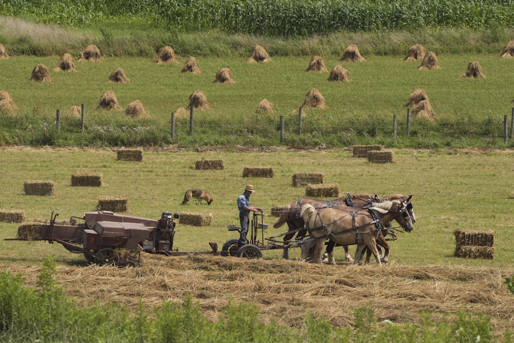 man standing on carriage near green field beside rolling hays