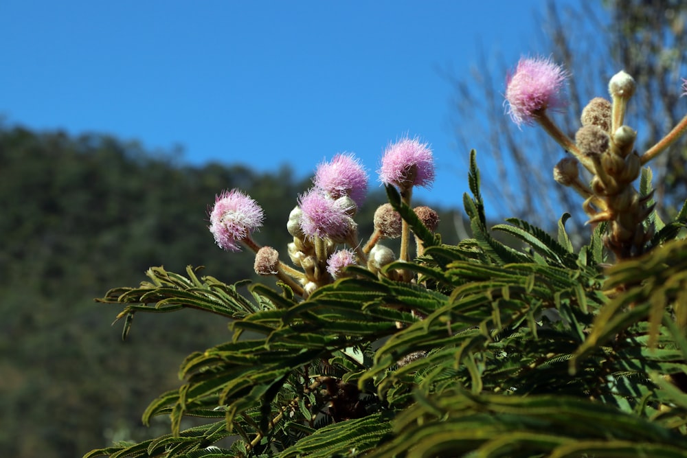 a close up of some pink flowers on a tree