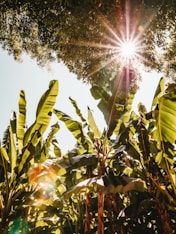 the sun shines through the leaves of a tree