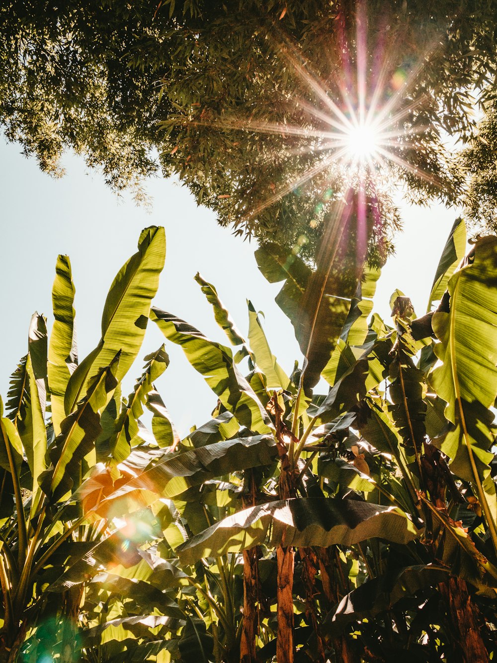 the sun shines through the leaves of a tree