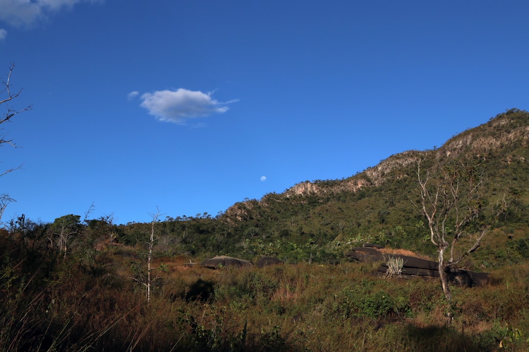 green-leafed trees growing at the side of the hill