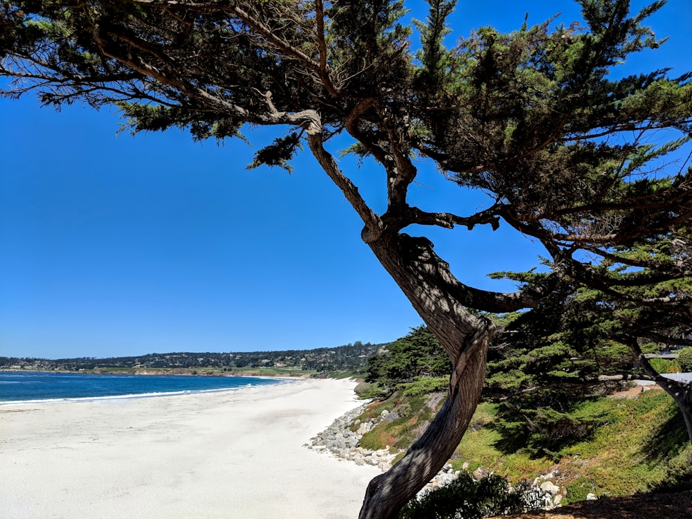 green tree facing ocean under blue sky