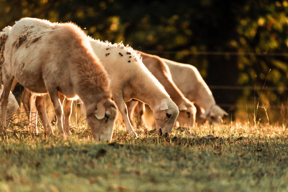 four sheep eating grasses