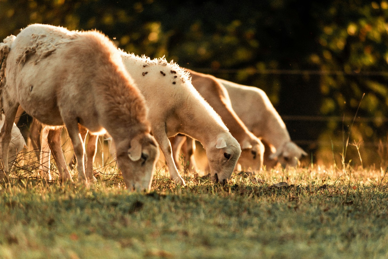 The Science of Holistic Planned Grazing