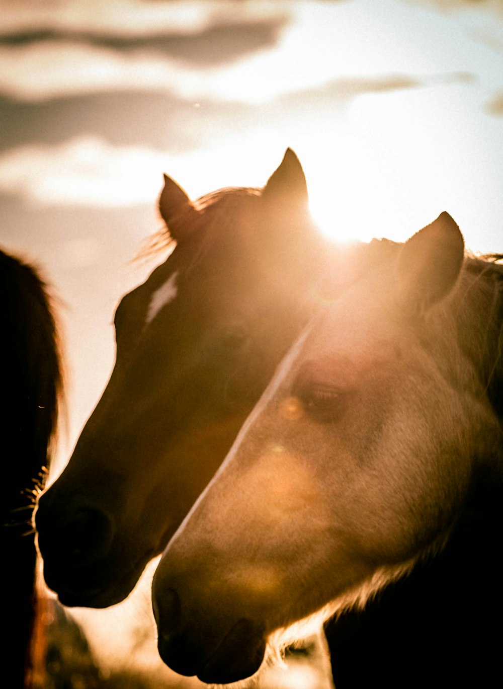 two brown horses