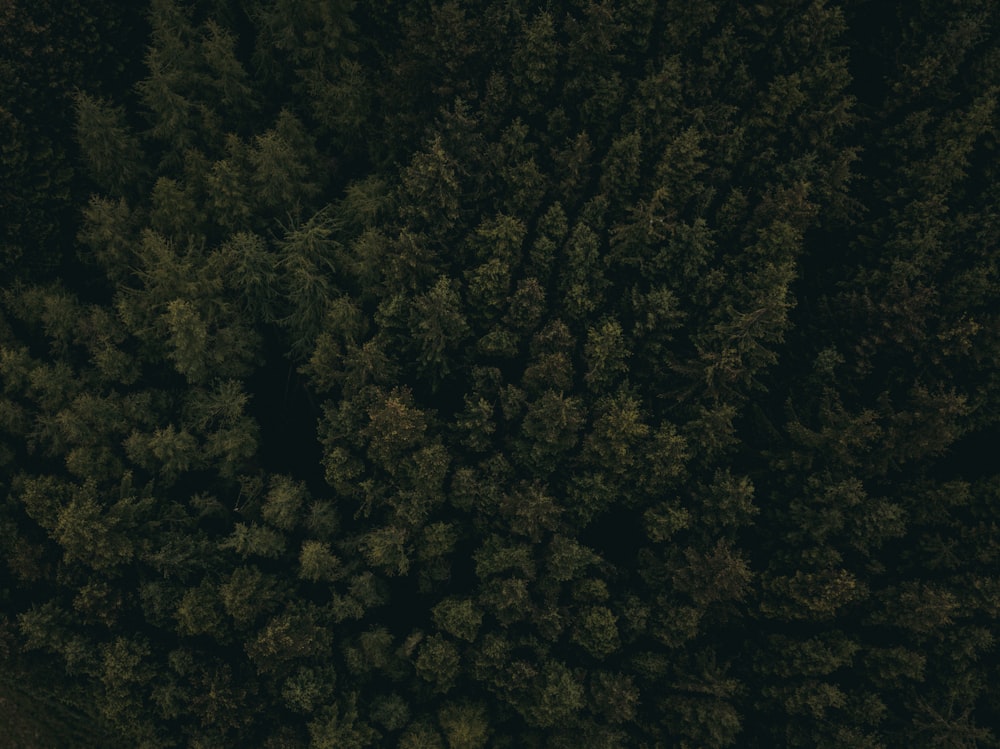 aerial photography of green trees